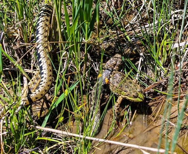 Su yılanının kurbağa avı