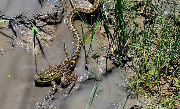 Su yılanının kurbağa avı