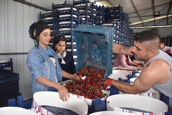 Kiraz hasadında yüzde 20 artış var