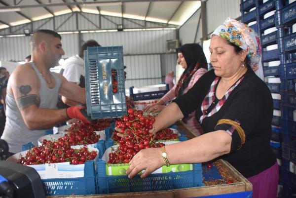 Kiraz hasadında yüzde 20 artış var
