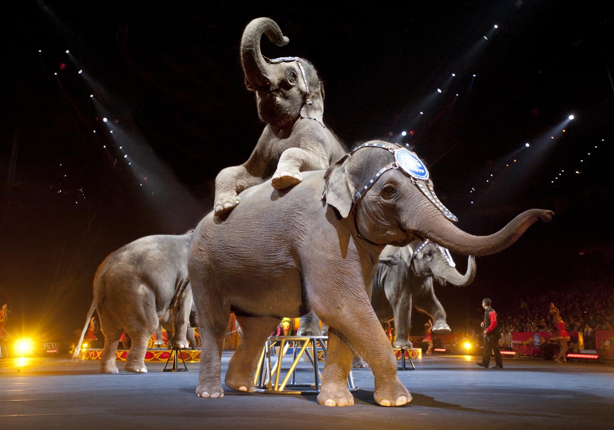 ABD'nin 146 yıllık sirki kapandı