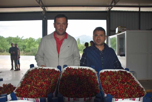 Kiraz hasadında yüzde 20 artış var