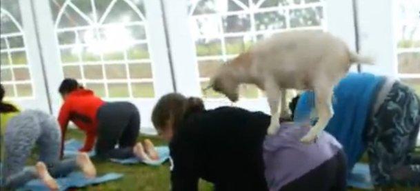 ABD'de yeni yoga modası