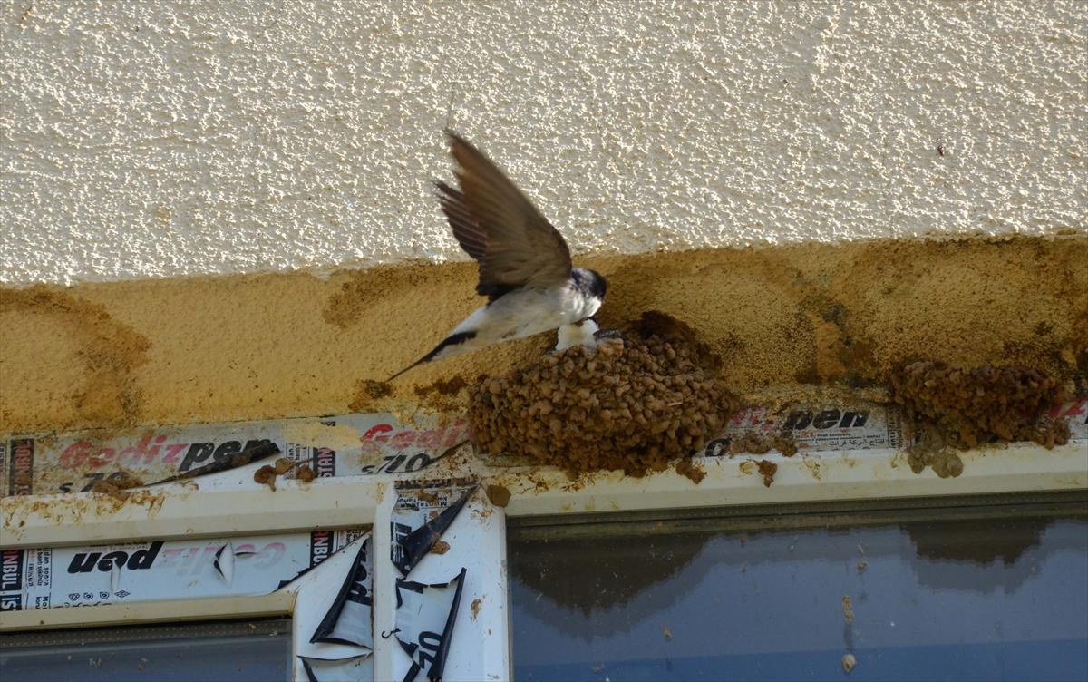 Muş'ta okula yuva kuran kırlangıçlar