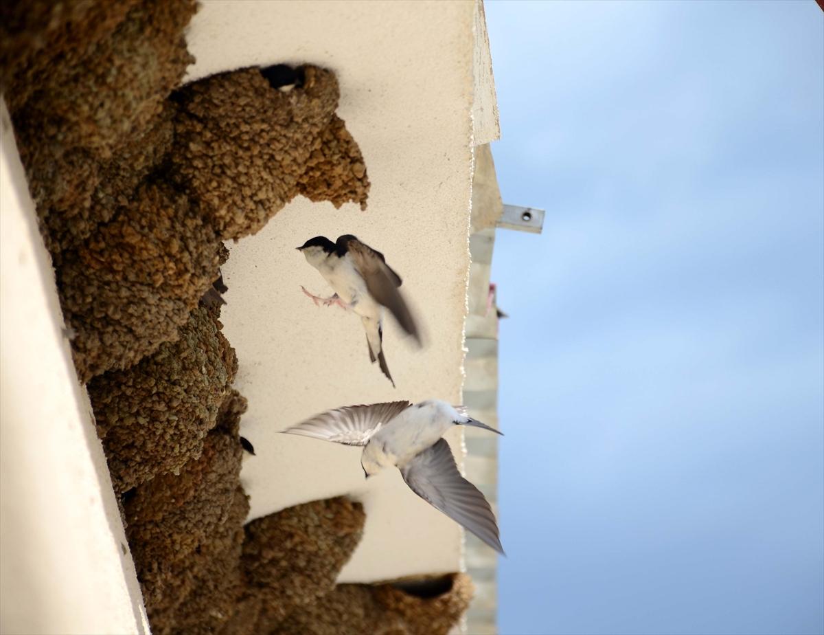 Muş'ta okula yuva kuran kırlangıçlar