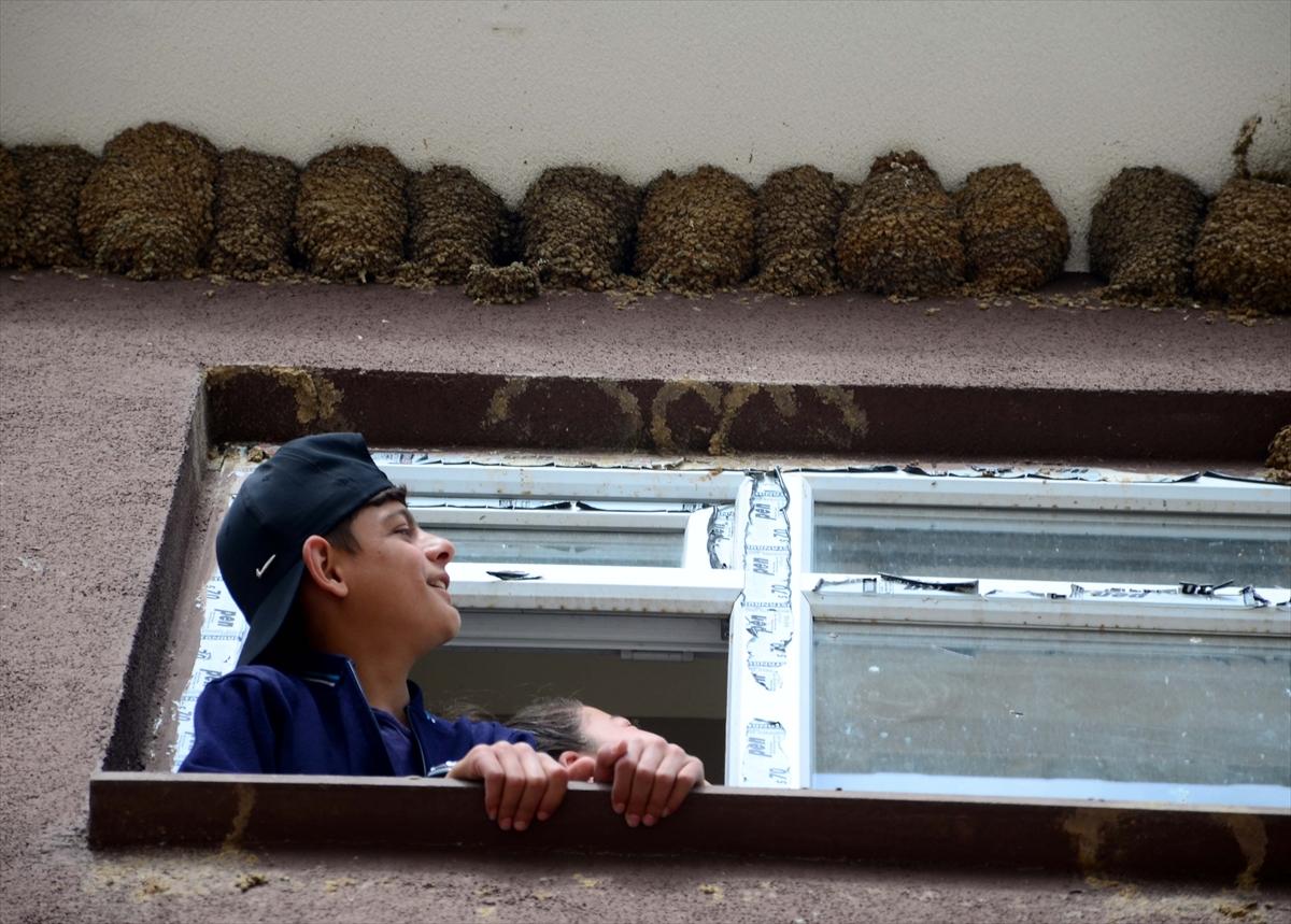 Muş'ta okula yuva kuran kırlangıçlar