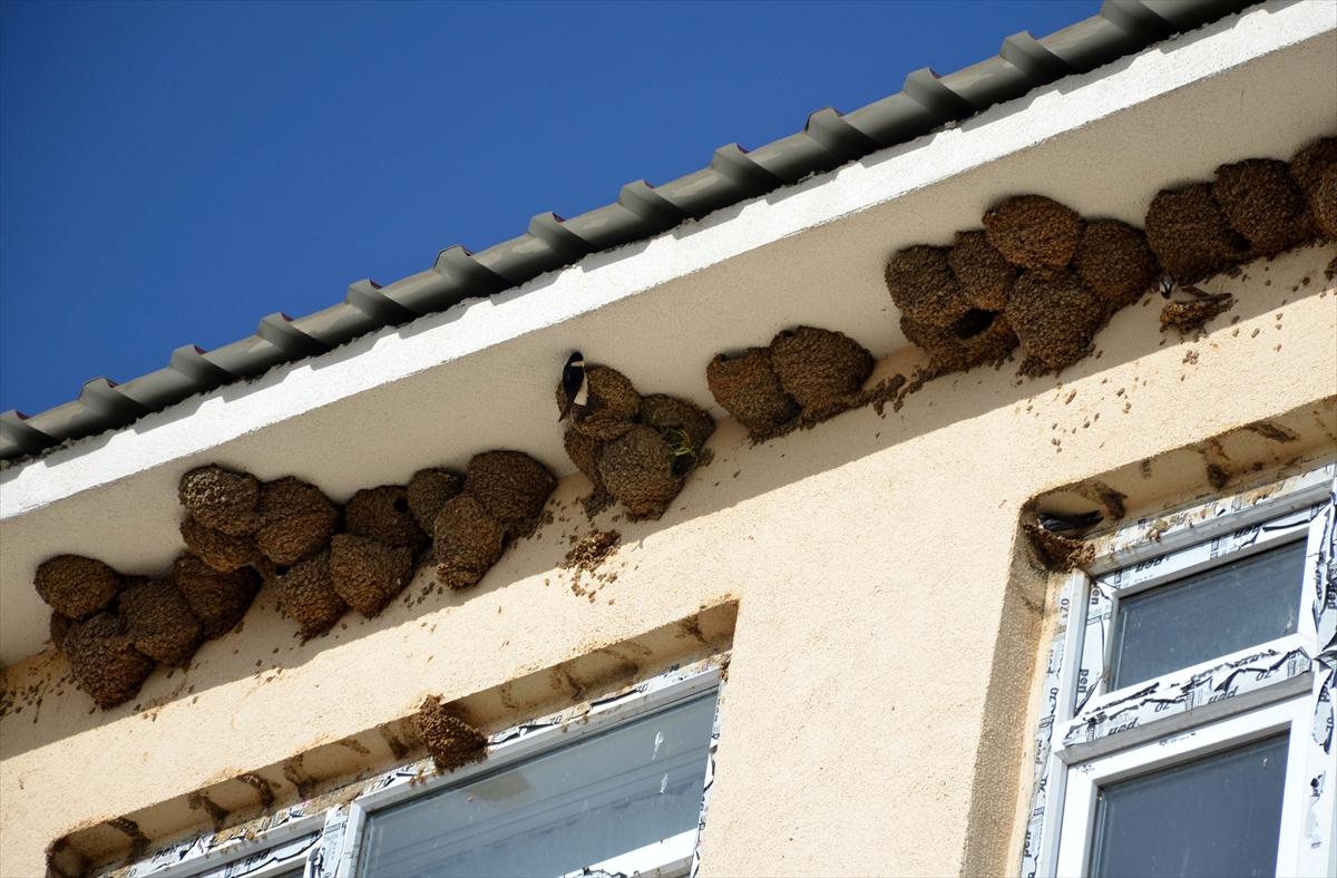Muş'ta okula yuva kuran kırlangıçlar