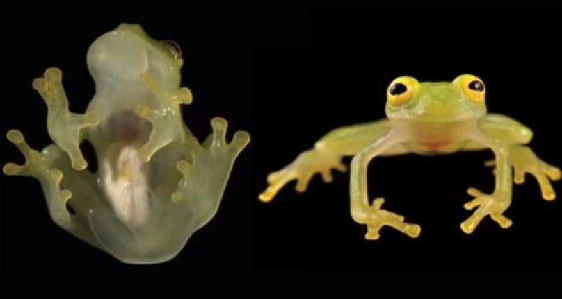 Kalbi görünen cam kurbağa keşfedildi