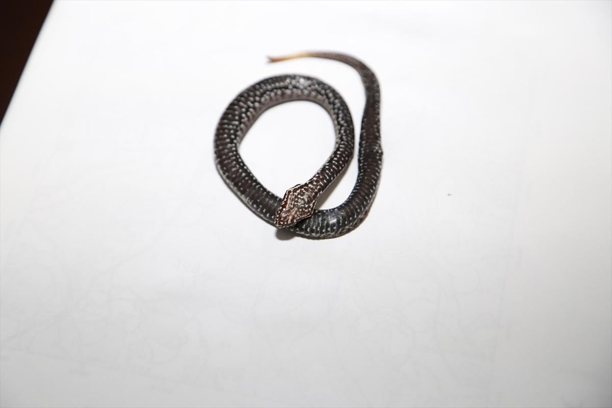 Ordu'da baran engereği bulundu