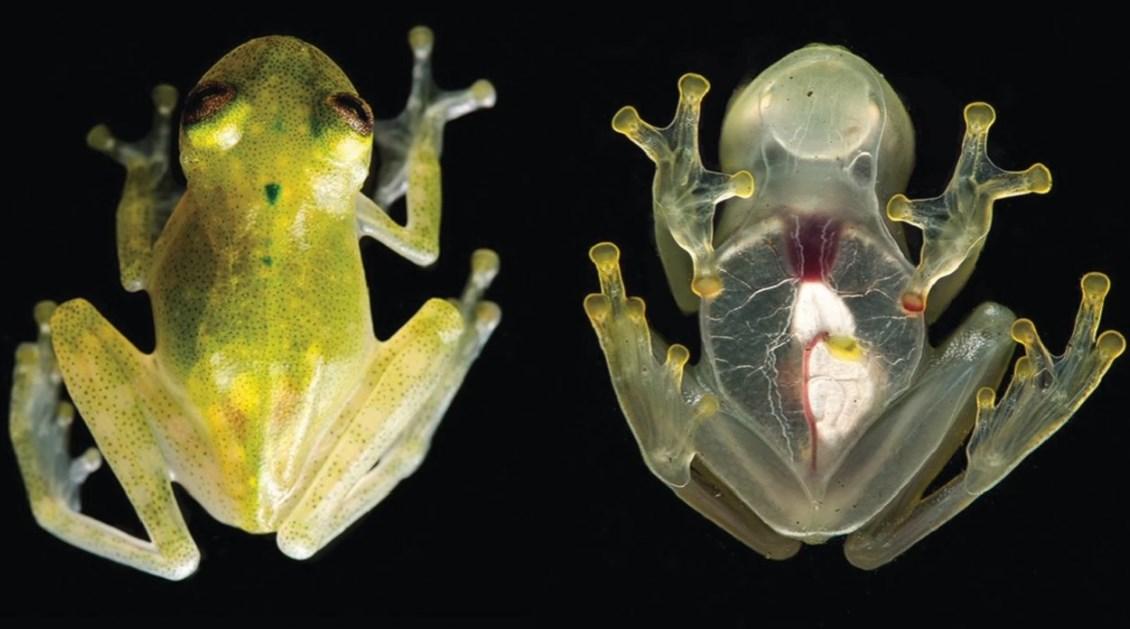 Kalbi görünen cam kurbağa keşfedildi