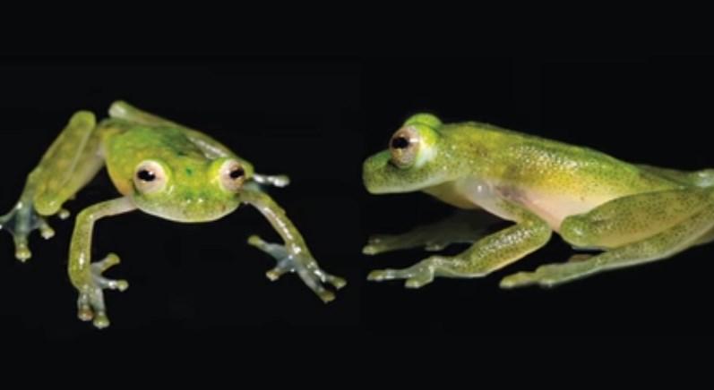 Kalbi görünen cam kurbağa keşfedildi