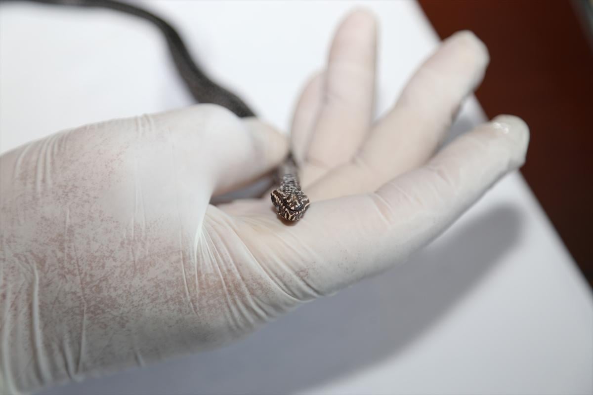 Ordu'da baran engereği bulundu