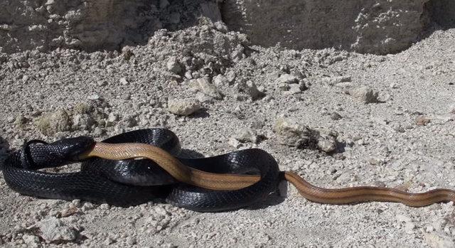 Yılanların savaşı görüntülendi