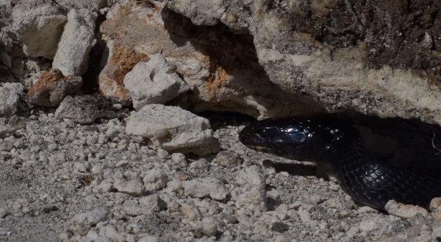 Yılanların savaşı görüntülendi