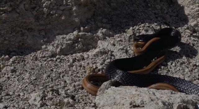 Yılanların savaşı görüntülendi