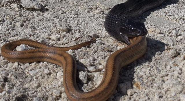 Yılanların savaşı görüntülendi