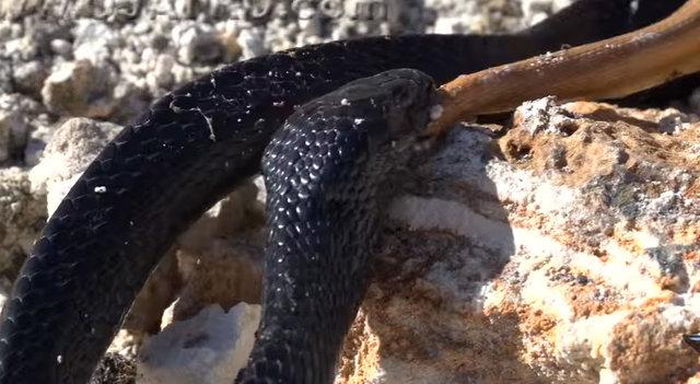 Yılanların savaşı görüntülendi