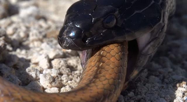 Yılanların savaşı görüntülendi