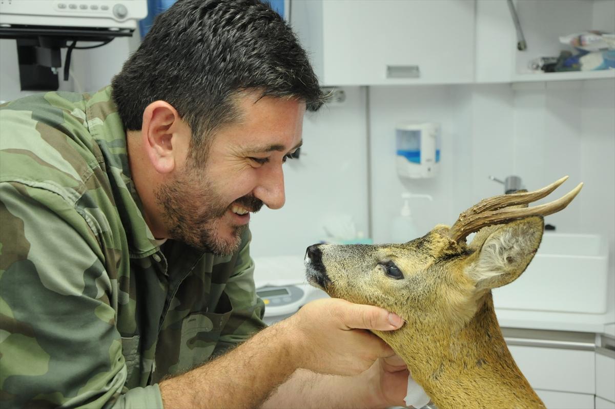 Yaralı karaca tedavi edildi