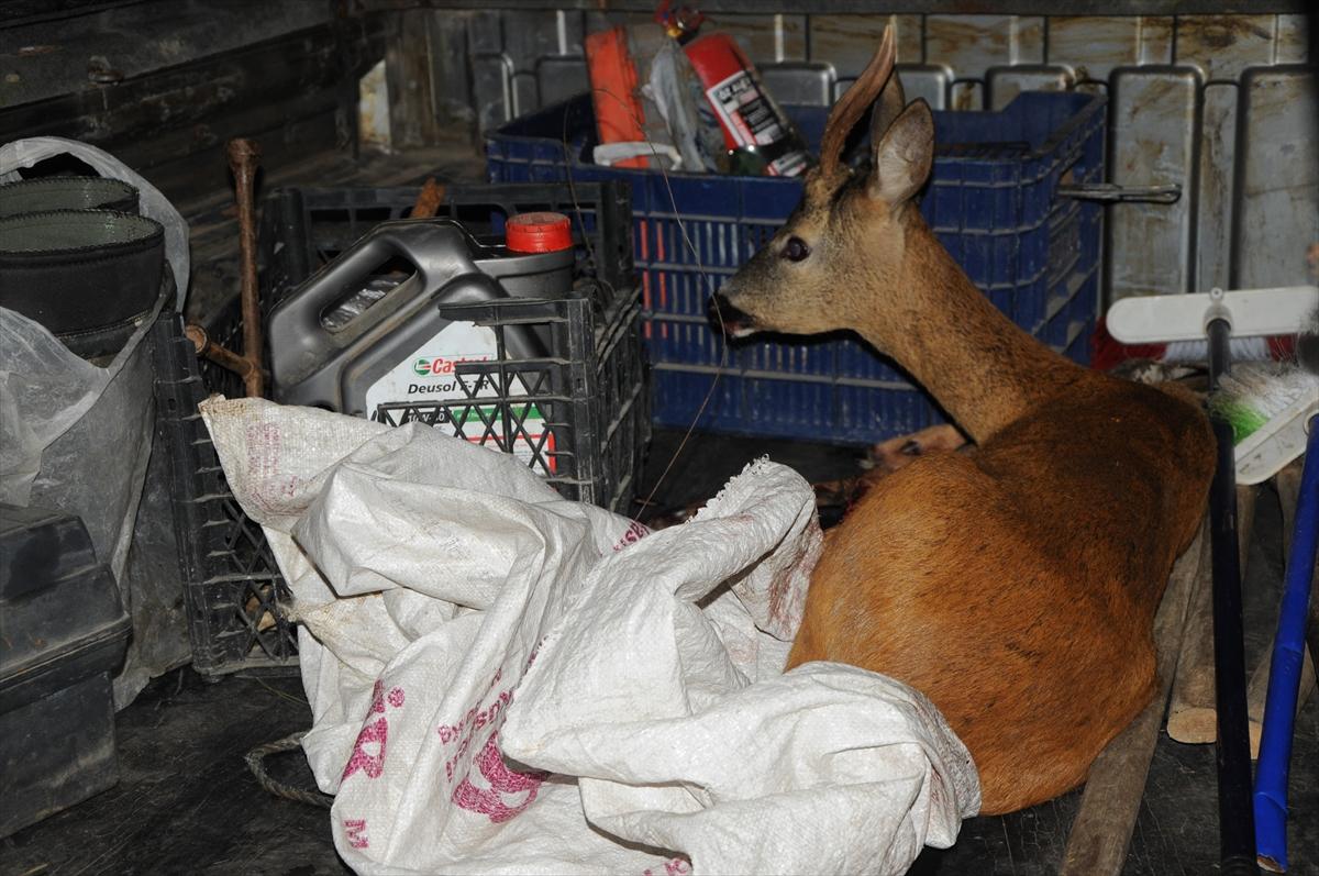 Yaralı karaca tedavi edildi