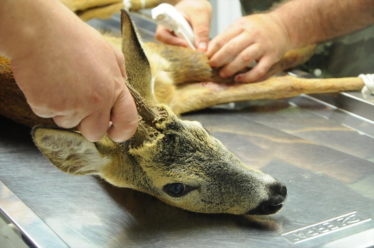Yaralı karaca tedavi edildi