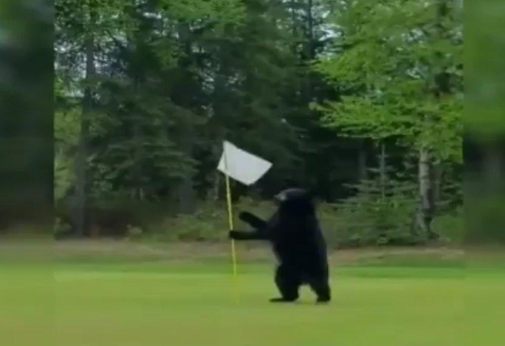 ABD'de ayı golf sahasına indi