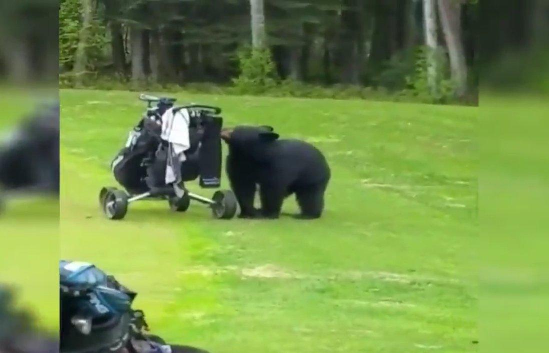 ABD'de ayı golf sahasına indi