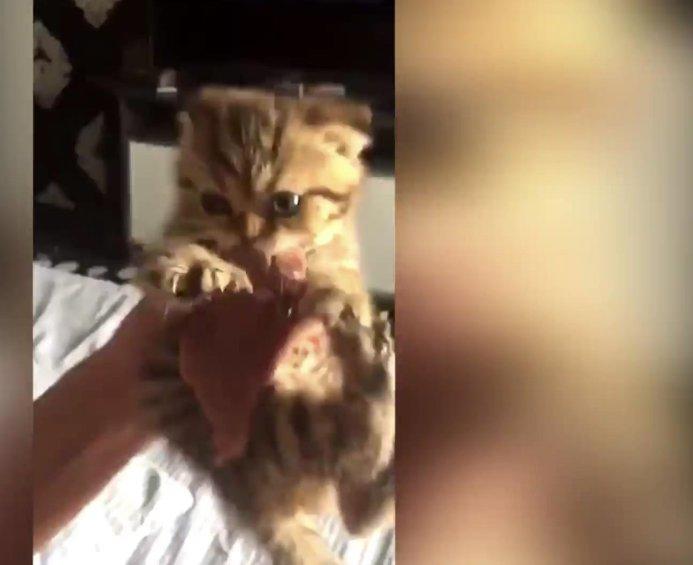 Canı pahasına eti bırakmayan sevimli kedi