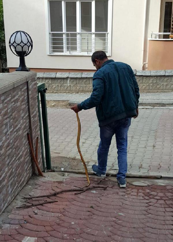 Bartın'da otomobile giren yılan çıkarıldı