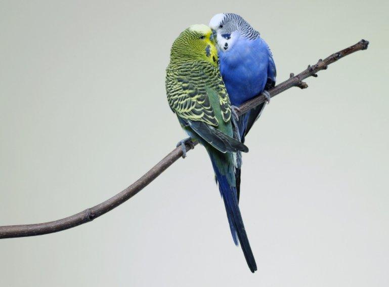 Muhabbet kuşuna eğitim nasıl verilir