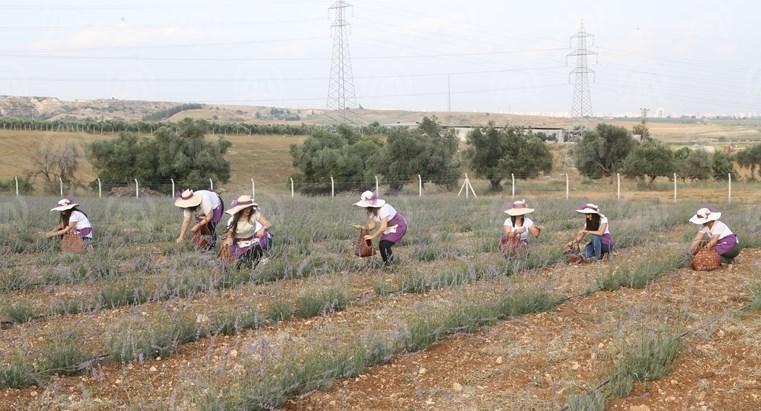 Adana'da lavanta hasat töreni