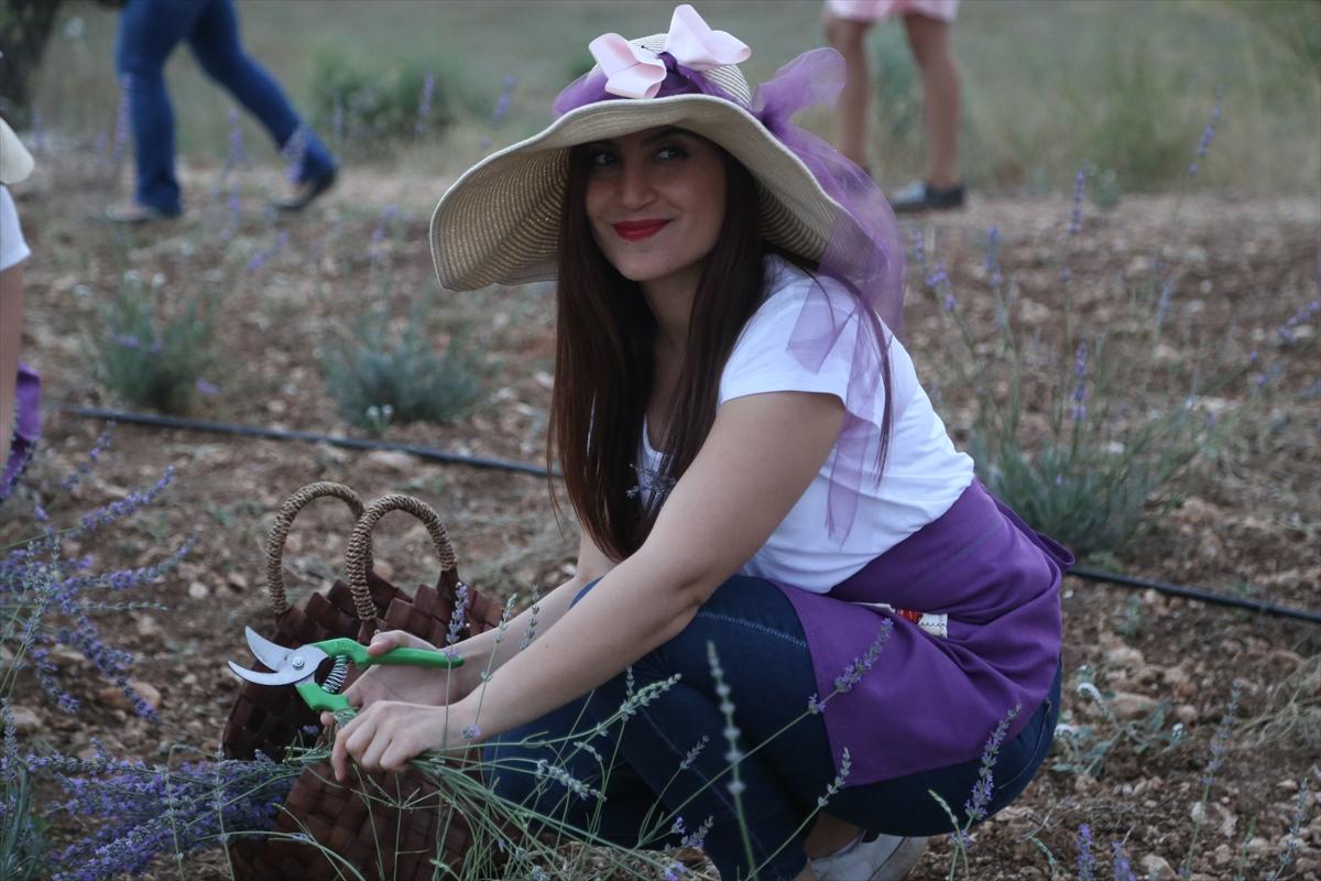Adana'da lavanta hasat töreni