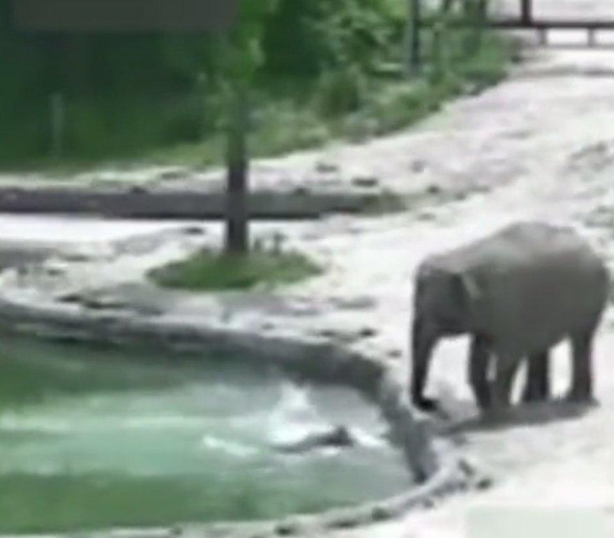 Gölete düşen yavru fili ailesi kurtardı