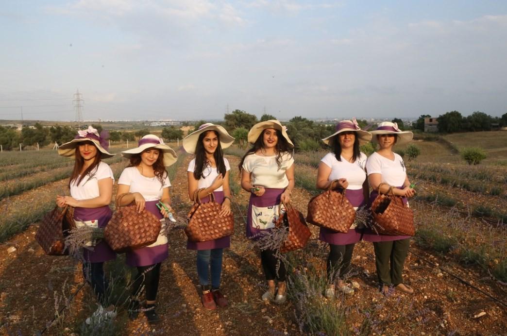 Adana'da lavanta hasat töreni