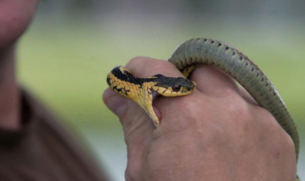 Yılan sokmasında ilk yardım nasıl yapılmalı