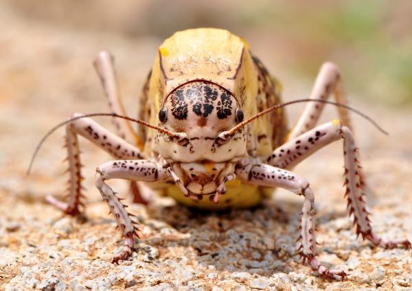 Tombul çekirgeye, profesörün soyadı verildi