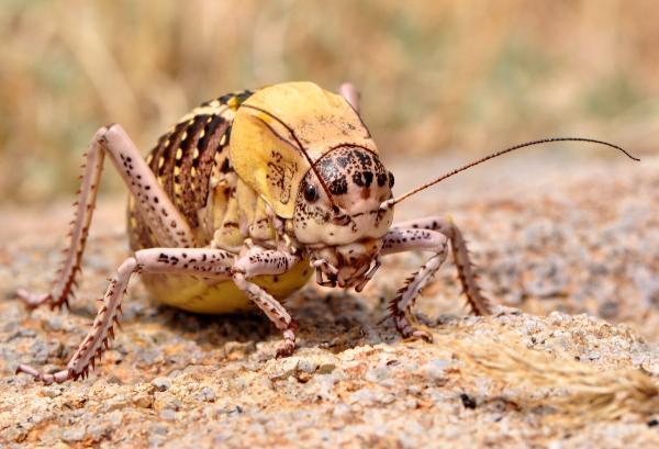 Tombul çekirgeye, profesörün soyadı verildi