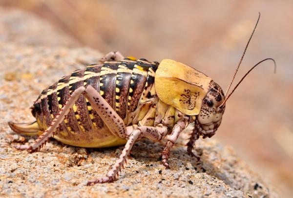 Tombul çekirgeye, profesörün soyadı verildi