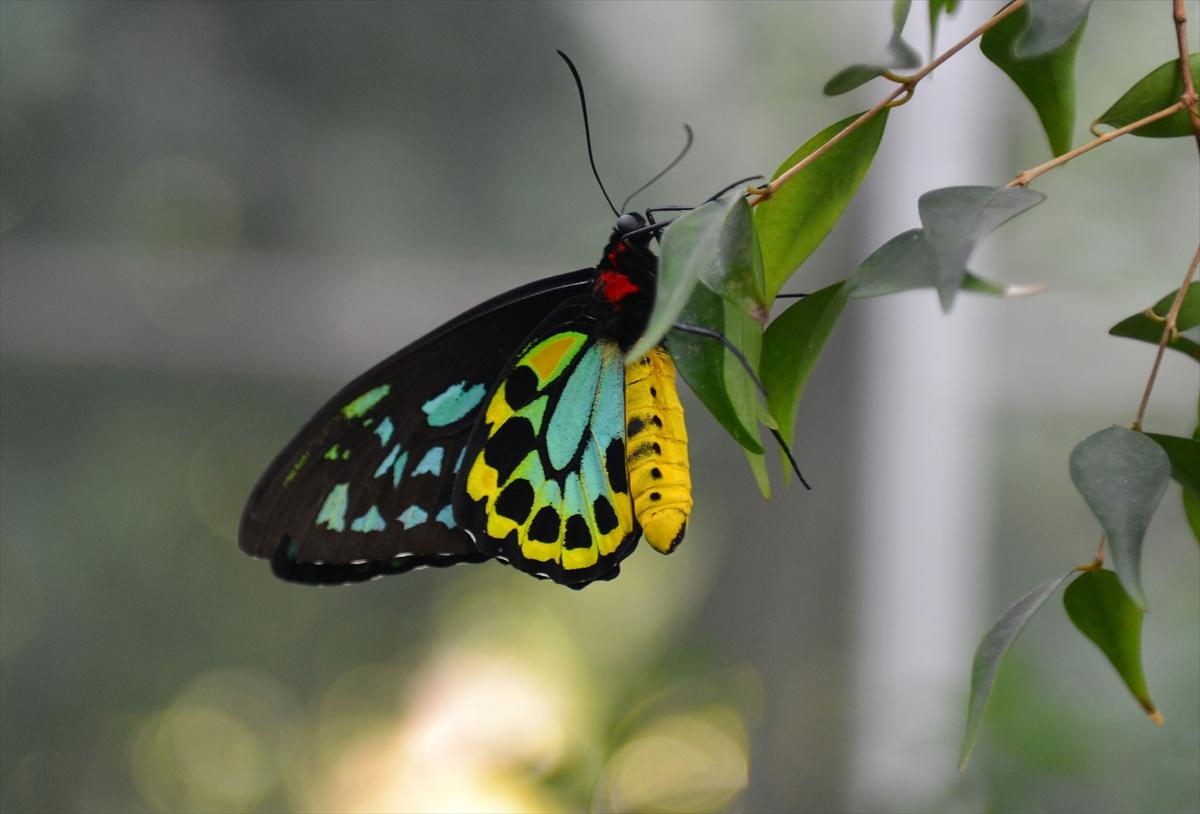 Birbirinden güzel kelebekler