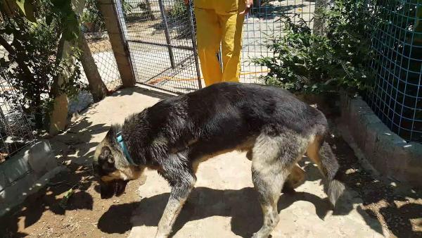 Araba arkasında köpeğini sürükleyen adama 300 TL ceza