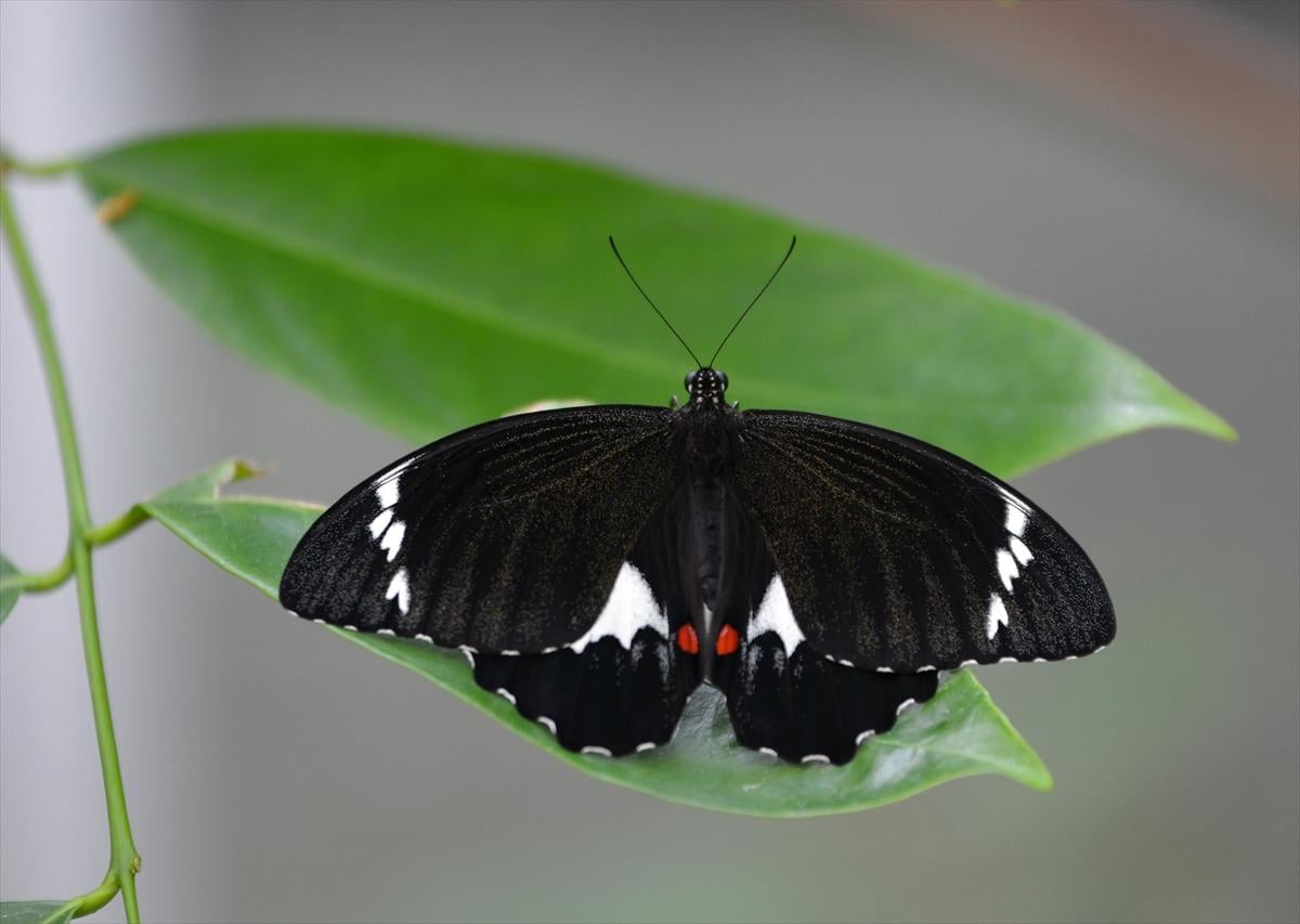 Birbirinden güzel kelebekler