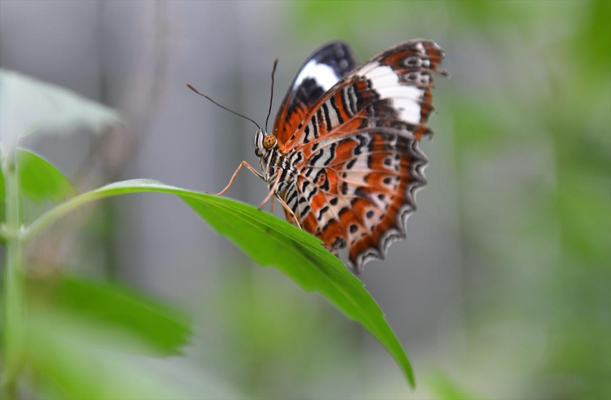 Birbirinden güzel kelebekler