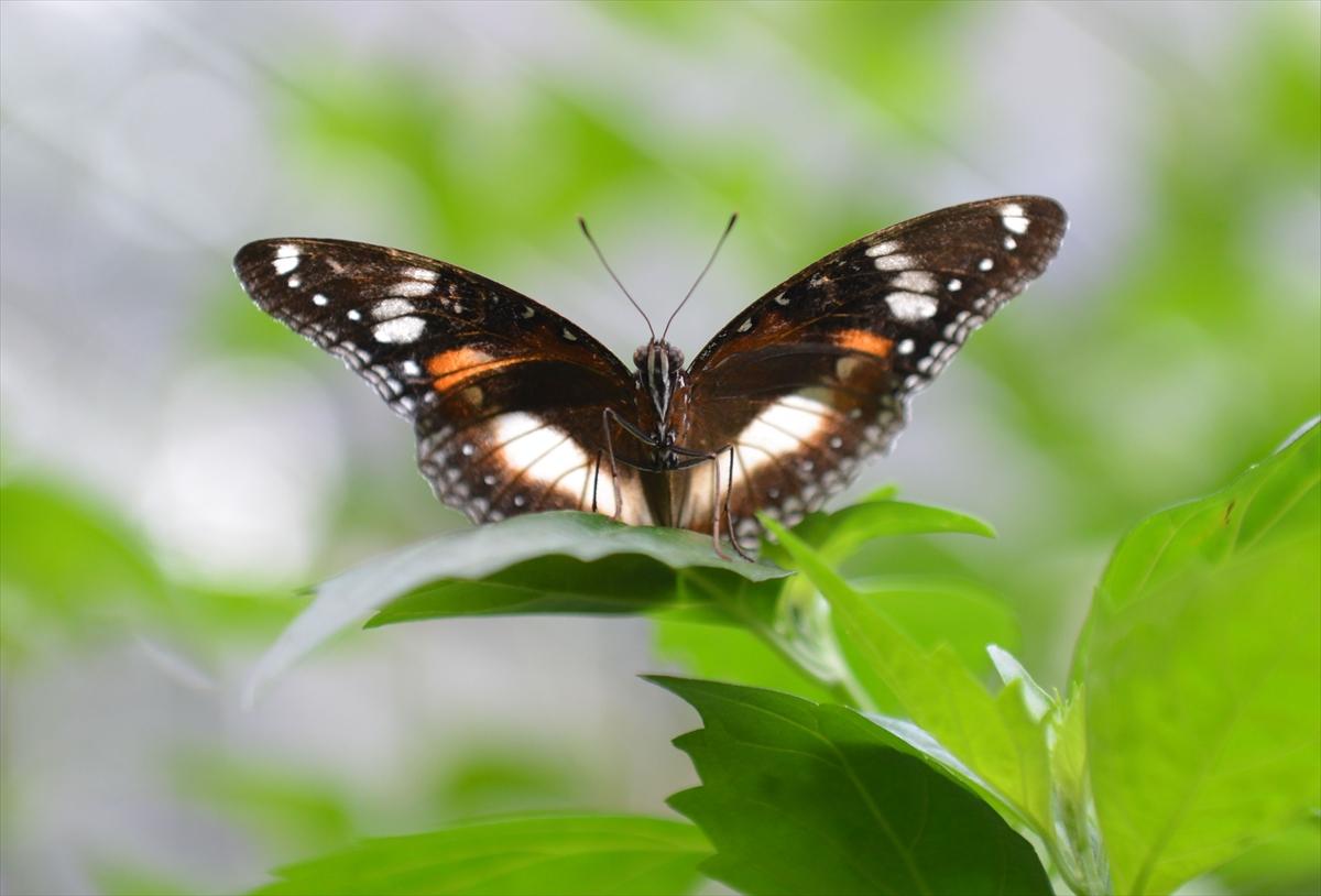 Birbirinden güzel kelebekler
