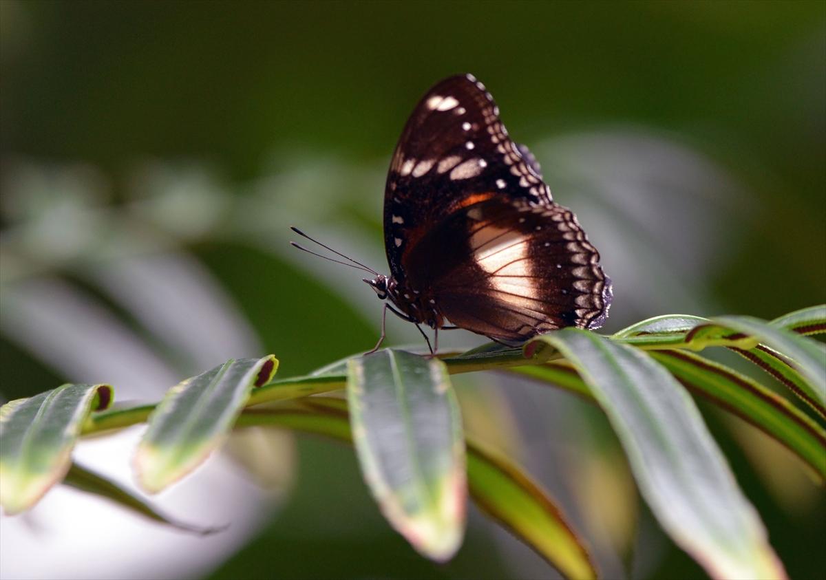 Birbirinden güzel kelebekler