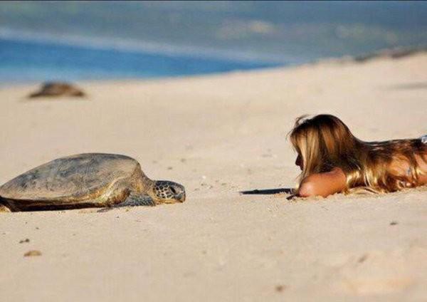 Hayvan evlat edinmek nedir