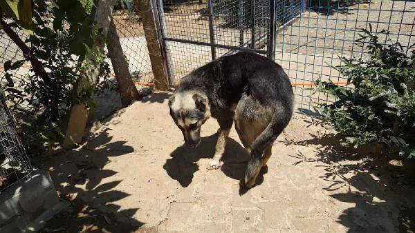 Araba arkasında köpeğini sürükleyen adama 300 TL ceza