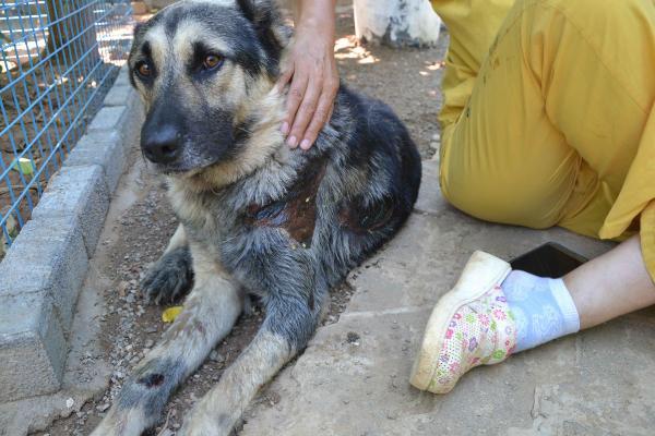 Araba arkasında köpeğini sürükleyen adama 300 TL ceza