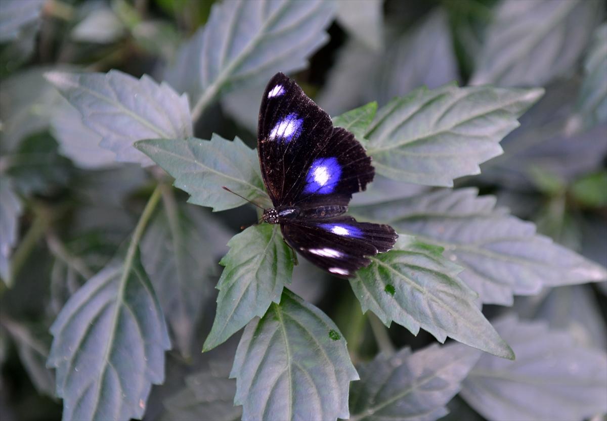 Birbirinden güzel kelebekler