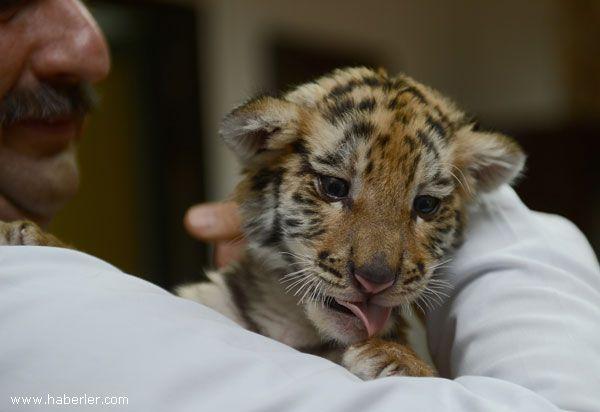 Hayvan evlat edinmek nedir