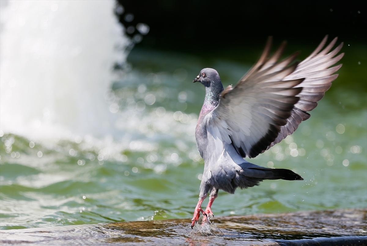 Sıcak havalarda hayvanları unutmayın